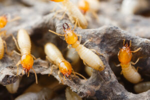 exterminators